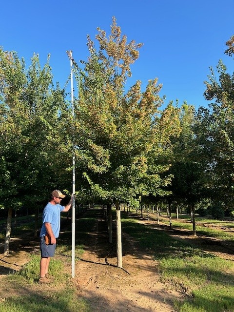 acer-buergerianum-aeryn-trident-maple