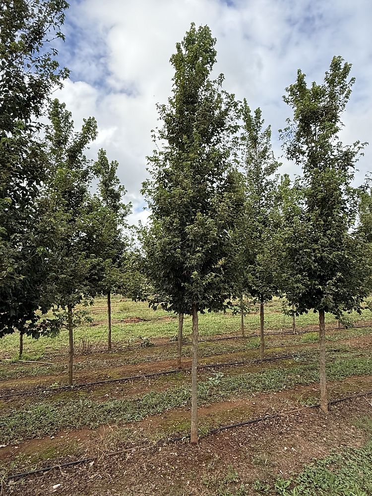acer-buergerianum-aeryn-trident-maple