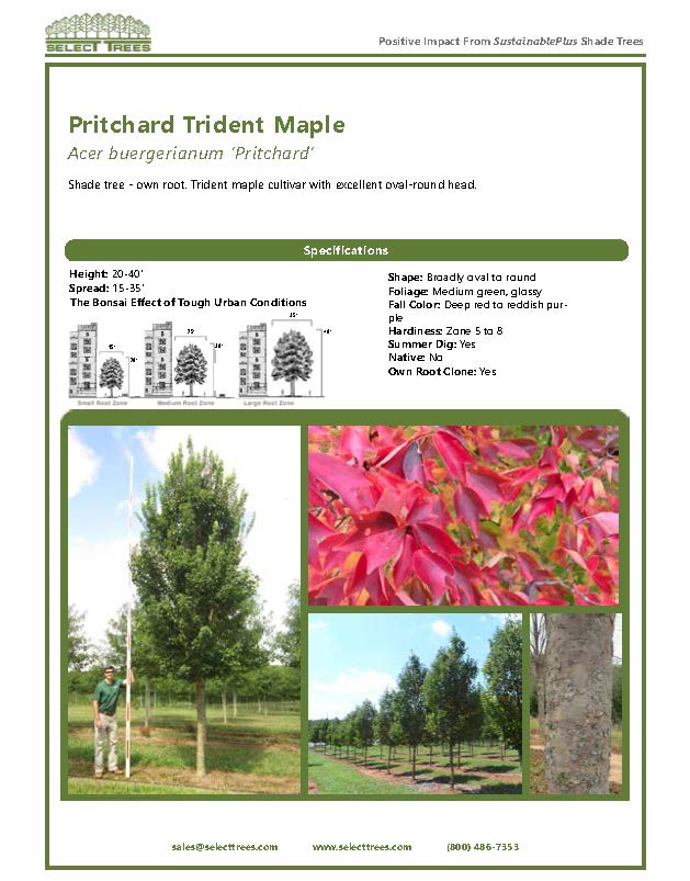 acer-buergerianum-pritchard-trident-maple