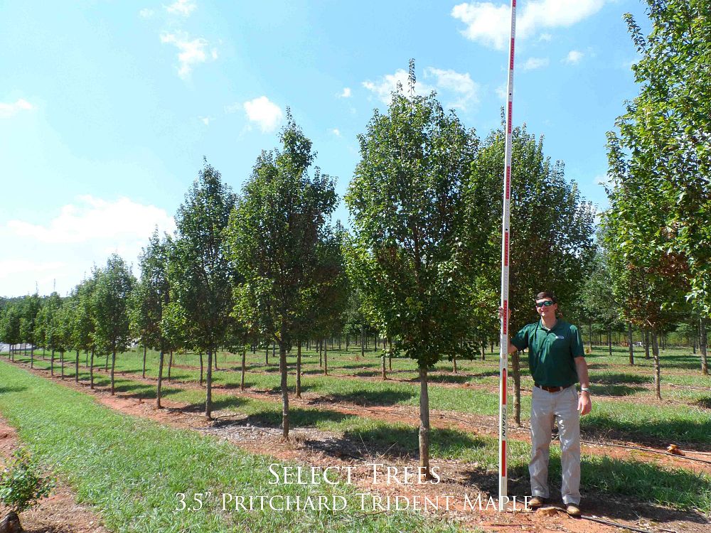 acer-buergerianum-pritchard-trident-maple
