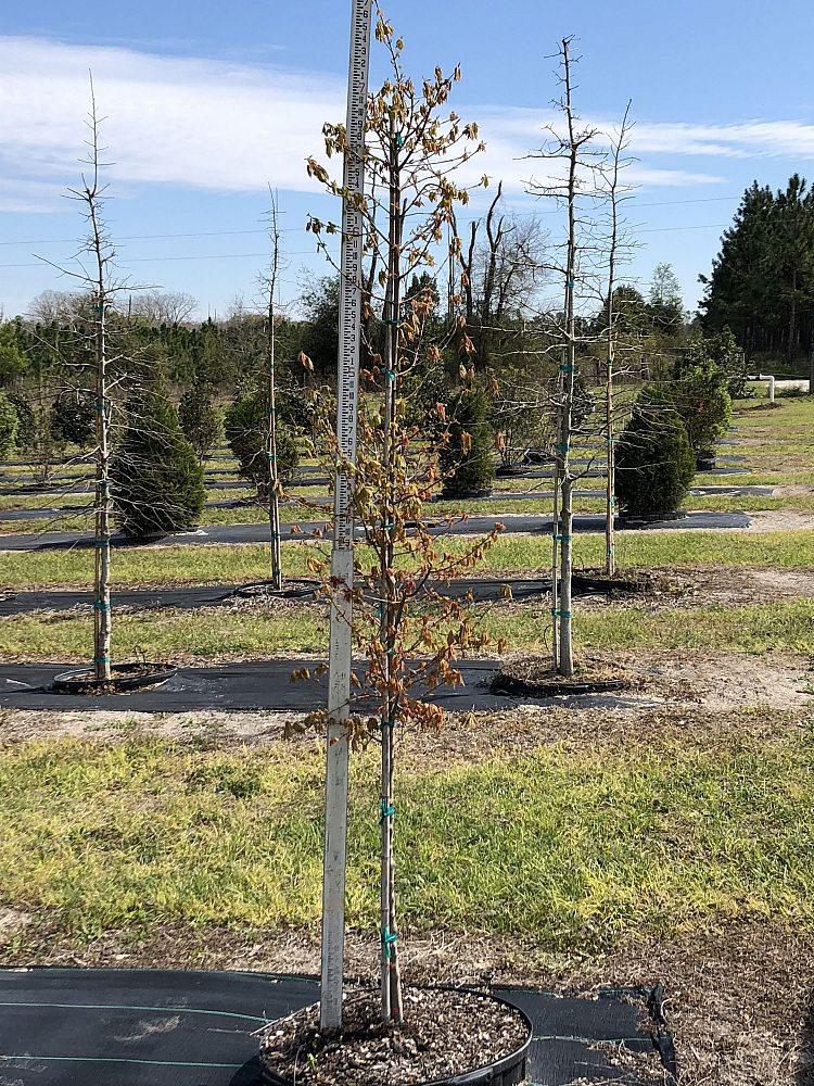 Shade Tree Nursery, LLC