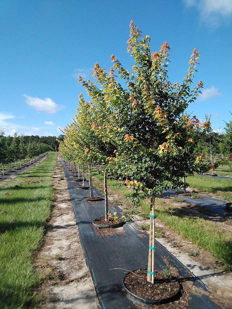 Shade Tree Nursery