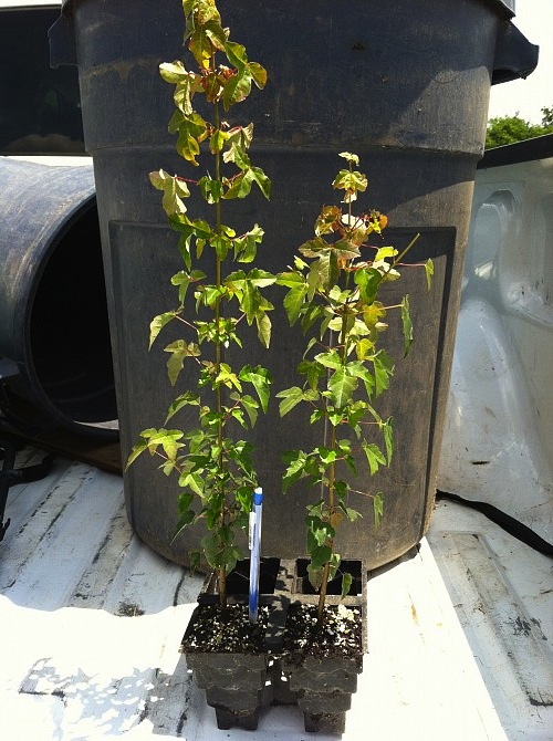 acer-buergerianum-trident-maple