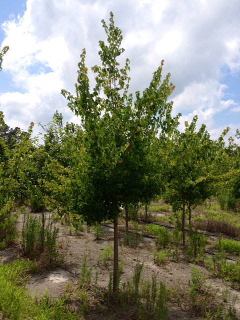 acer-buergerianum-trident-maple