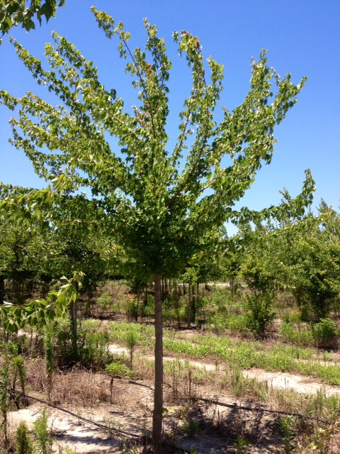 acer-buergerianum-trident-maple