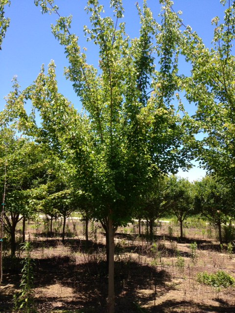 acer-buergerianum-trident-maple