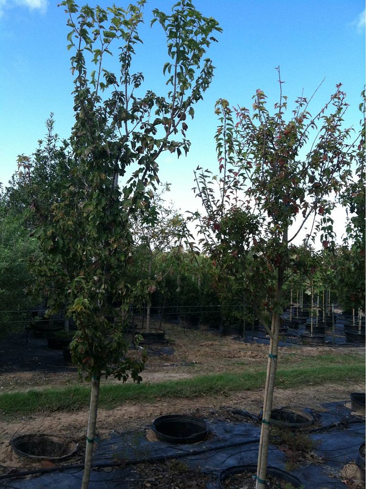 acer-buergerianum-trident-maple