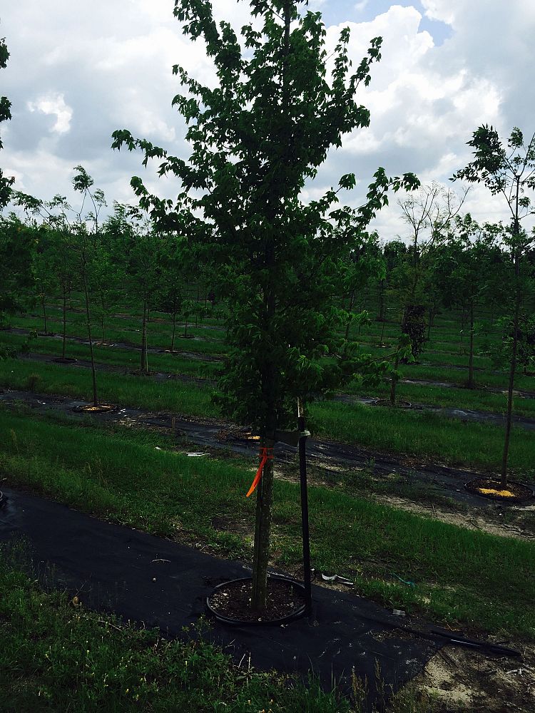acer-buergerianum-trident-maple