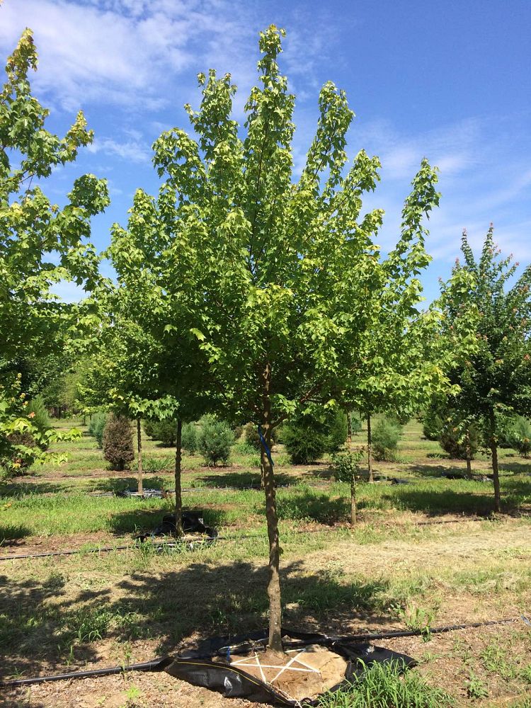 acer-buergerianum-trident-maple