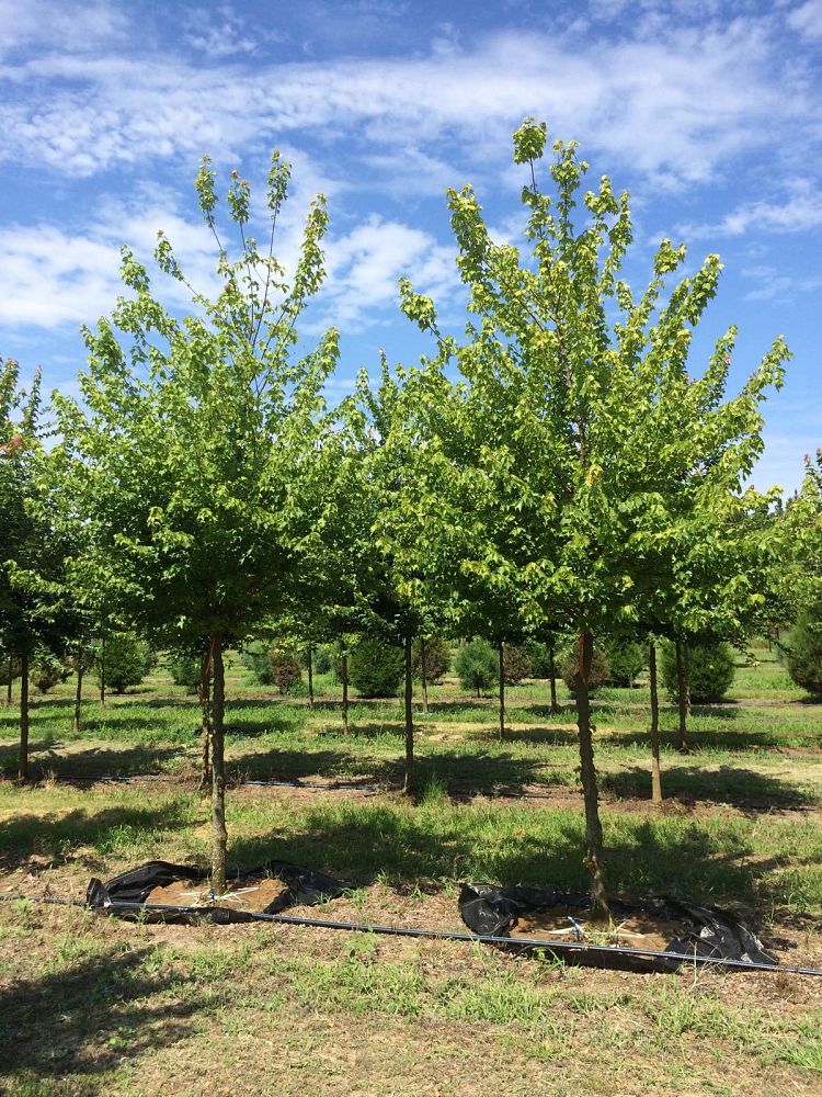 acer-buergerianum-trident-maple