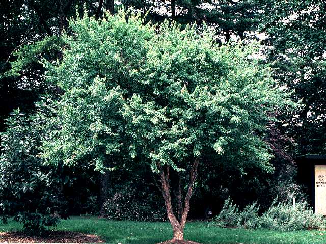 acer-buergerianum-trident-maple