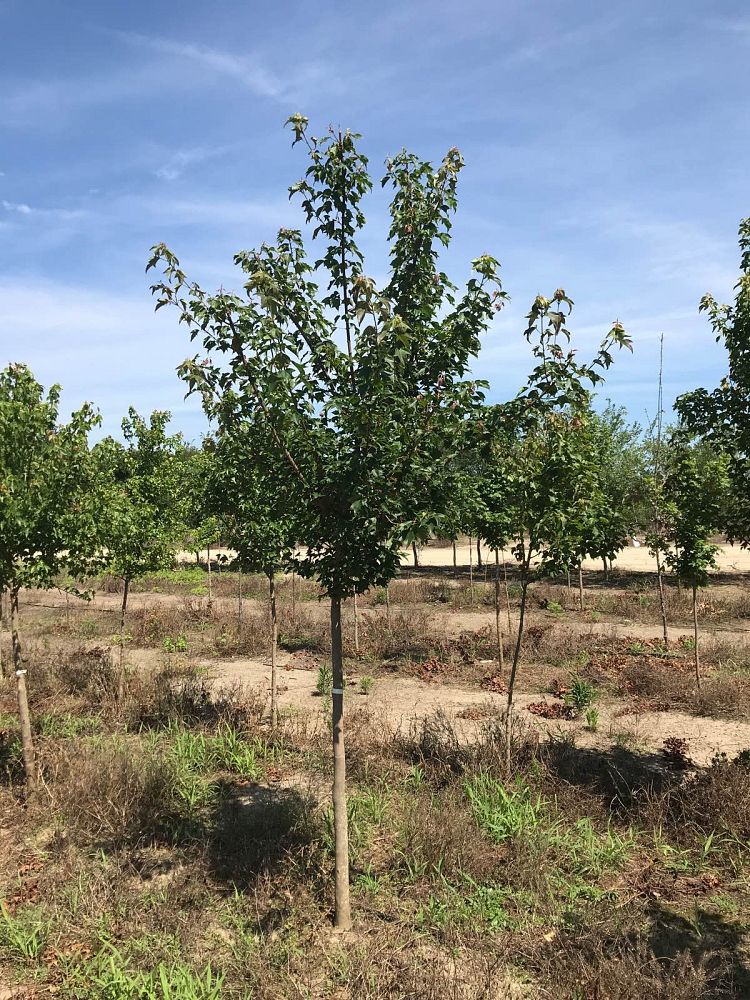 acer-buergerianum-trident-maple