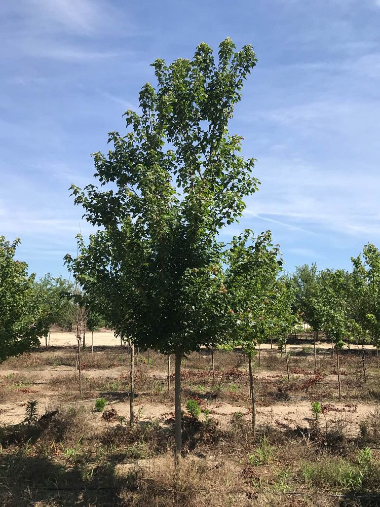 acer-buergerianum-trident-maple