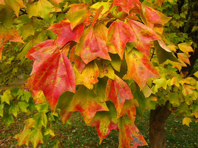 acer-buergerianum-trident-maple