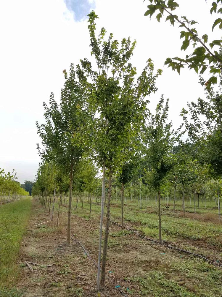 acer-buergerianum-trident-maple