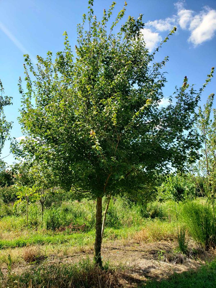 acer-buergerianum-trident-maple