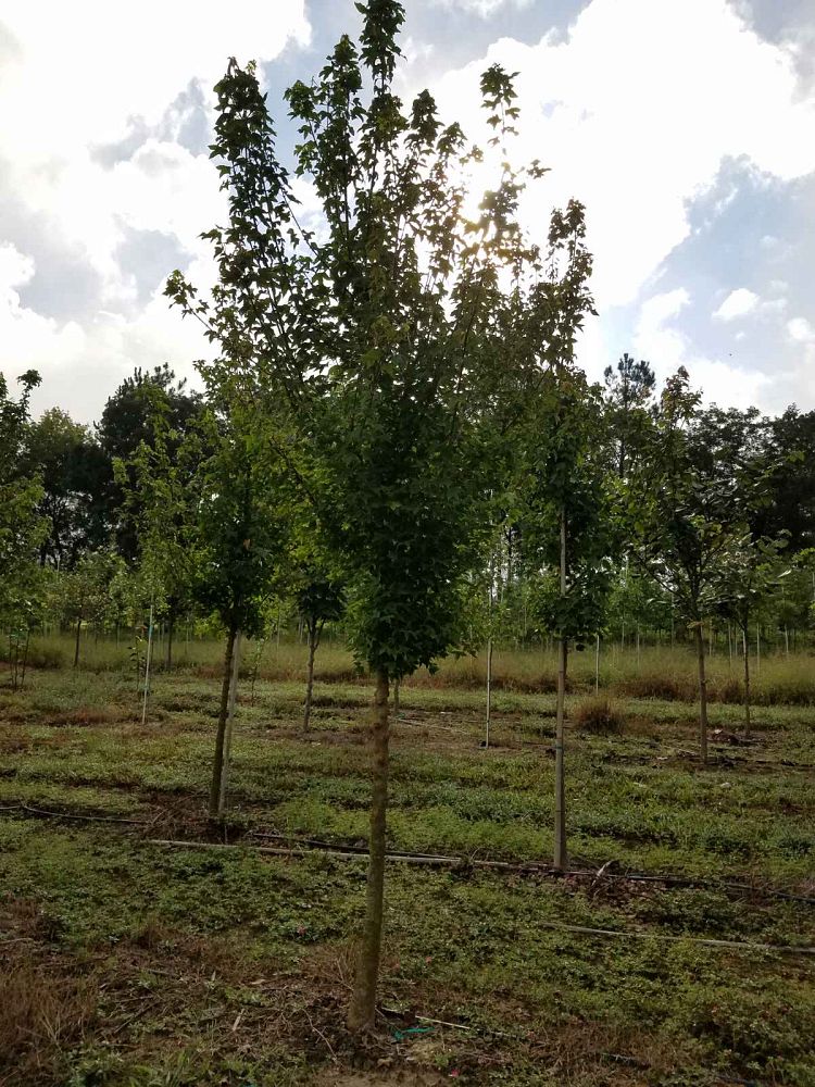 acer-buergerianum-trident-maple