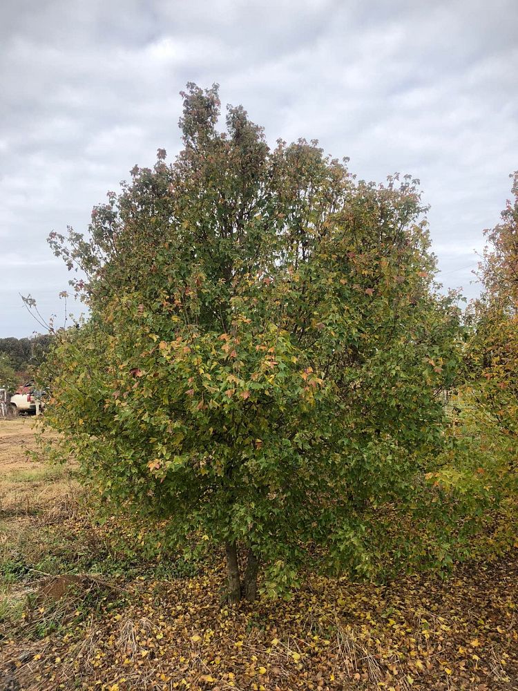 acer-buergerianum-trident-maple