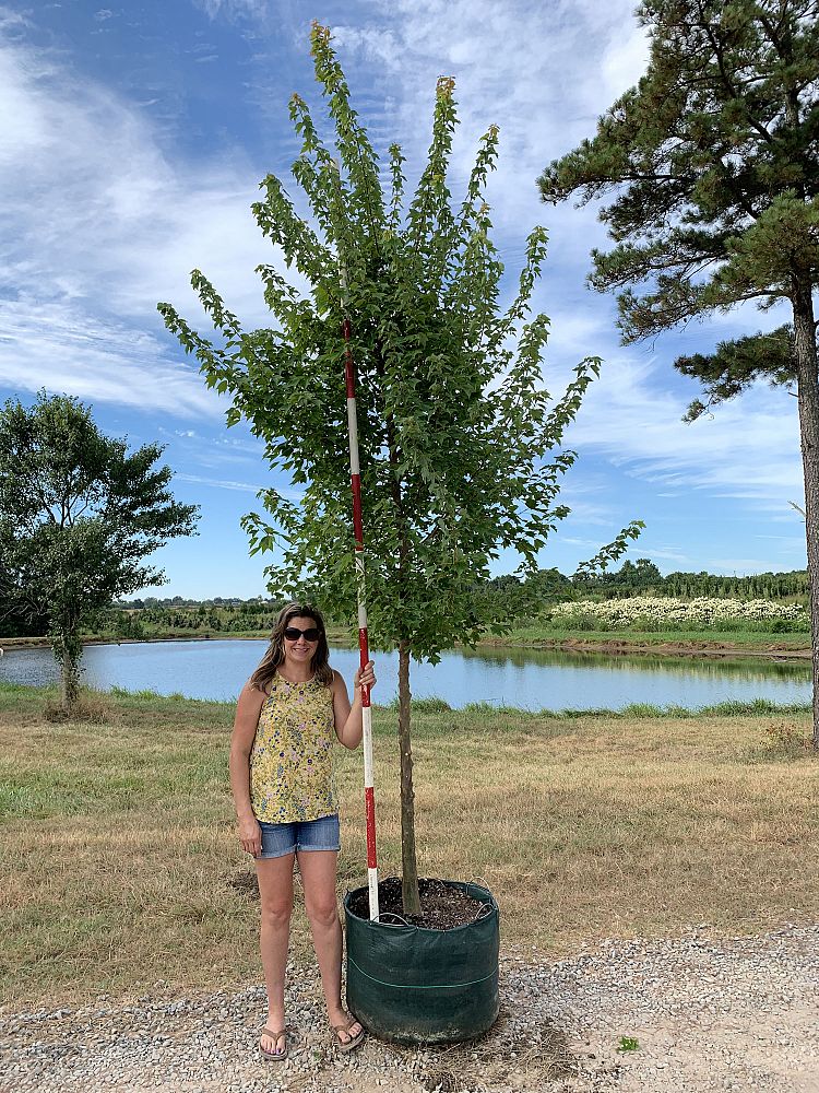 acer-buergerianum-trident-maple