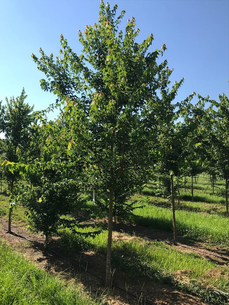 acer-buergerianum-trident-maple