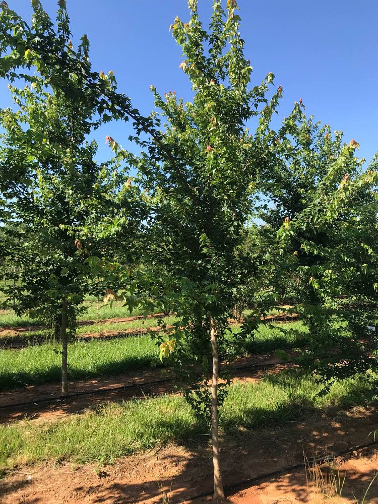 acer-buergerianum-trident-maple