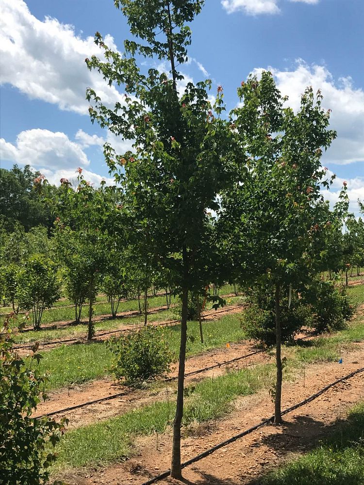 acer-buergerianum-trident-maple