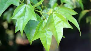 acer-buergerianum-trident-maple