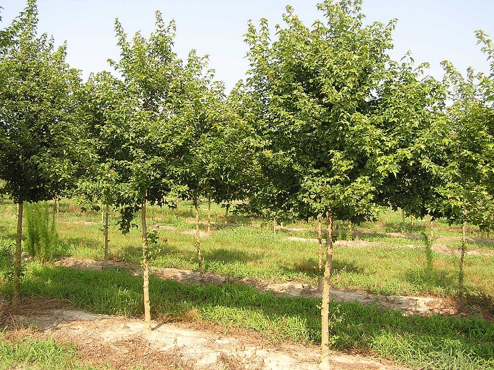 acer-buergerianum-trident-maple