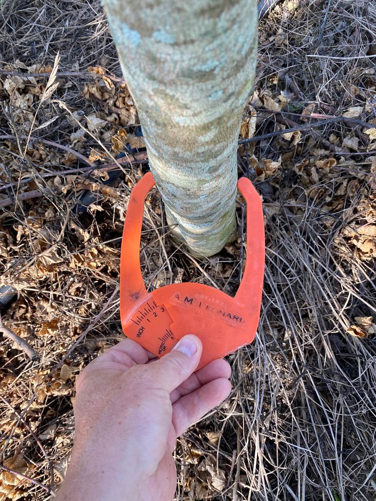 acer-buergerianum-trident-maple