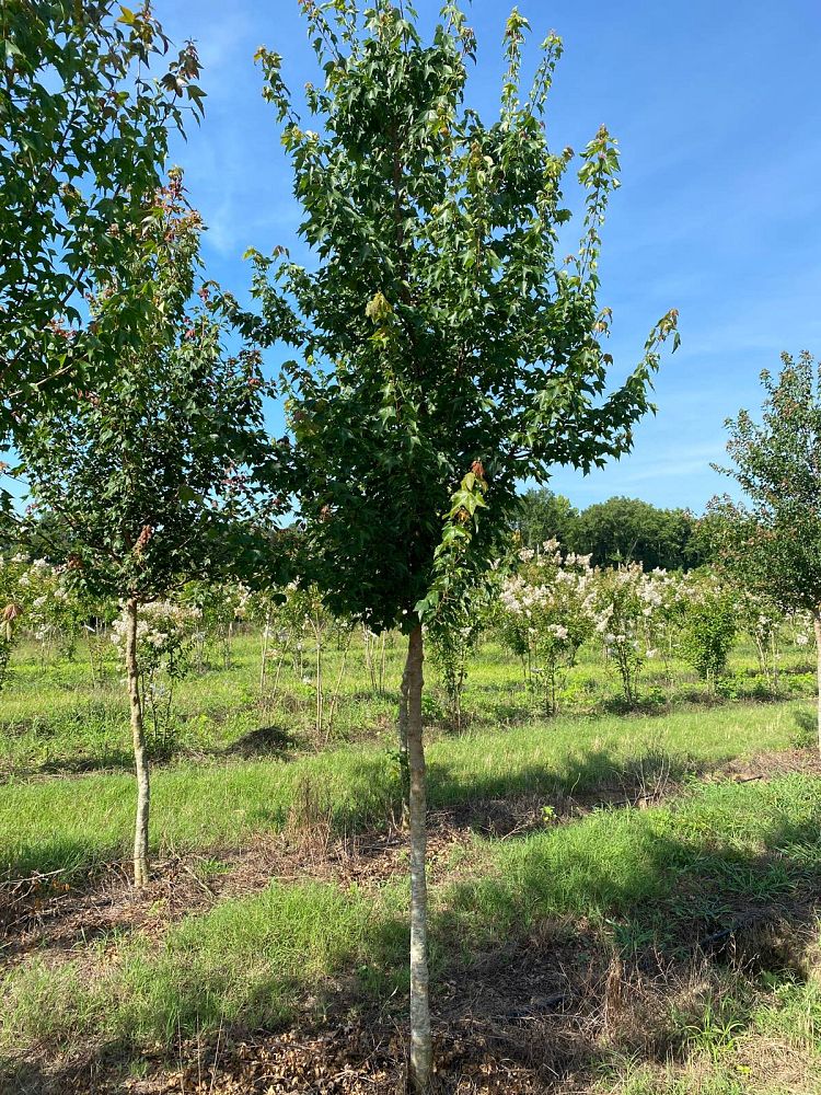 acer-buergerianum-trident-maple