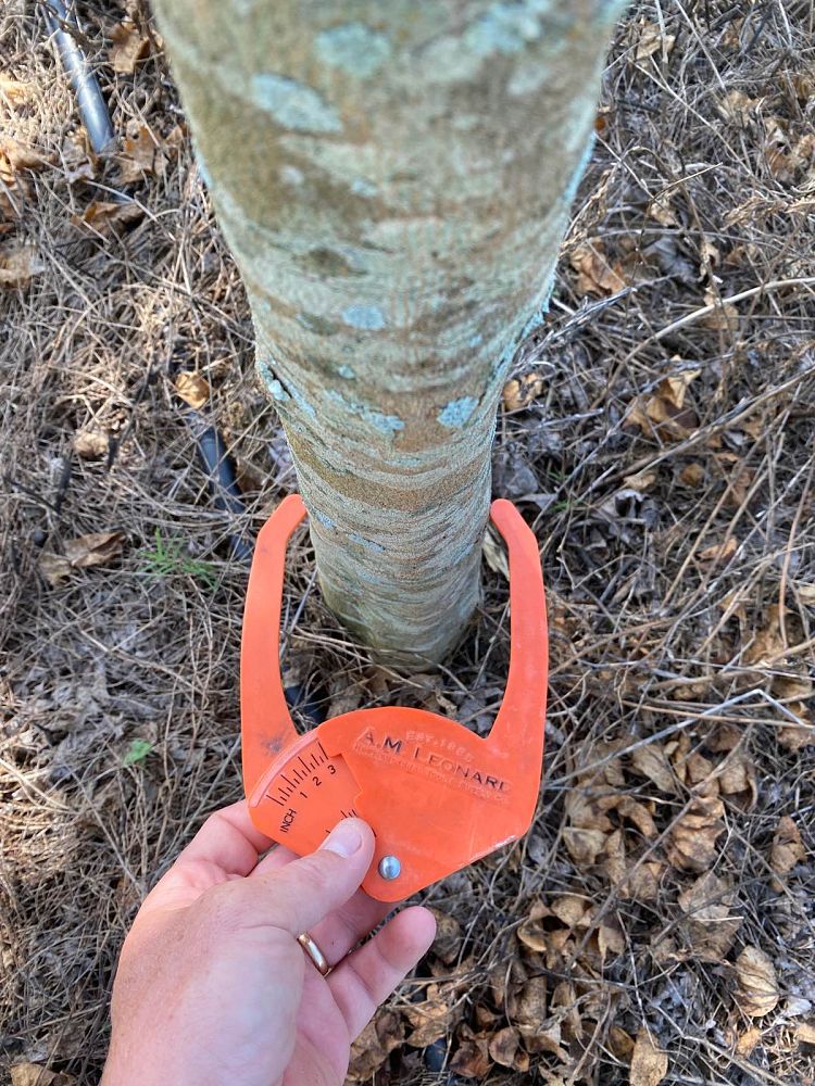 acer-buergerianum-trident-maple