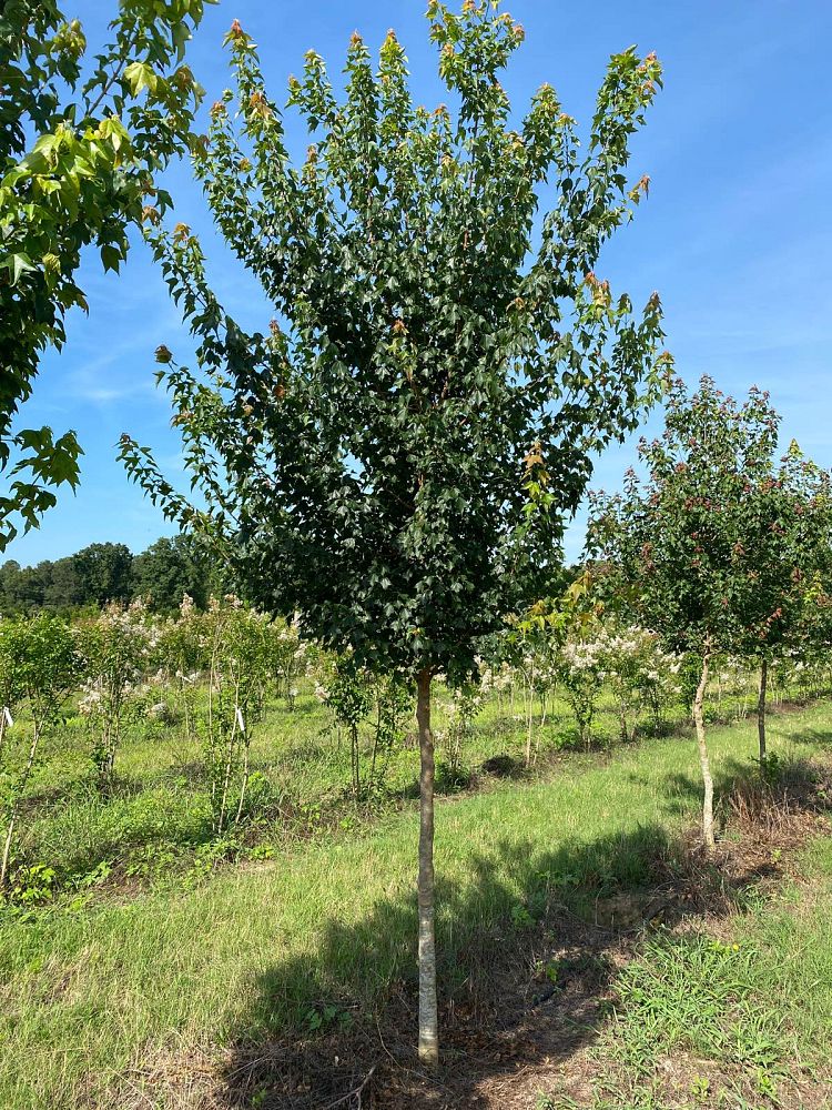 acer-buergerianum-trident-maple