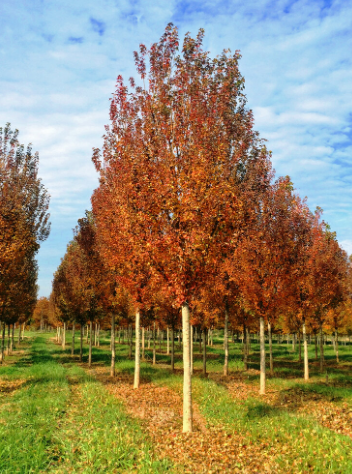 acer-buergerianum-trident-maple