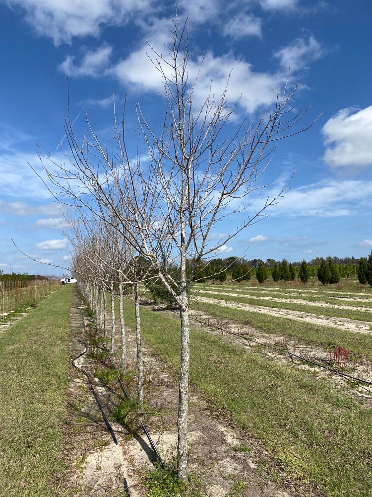 acer-buergerianum-trident-maple