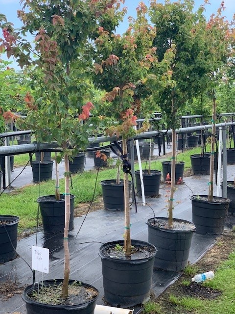 acer-buergerianum-trident-maple