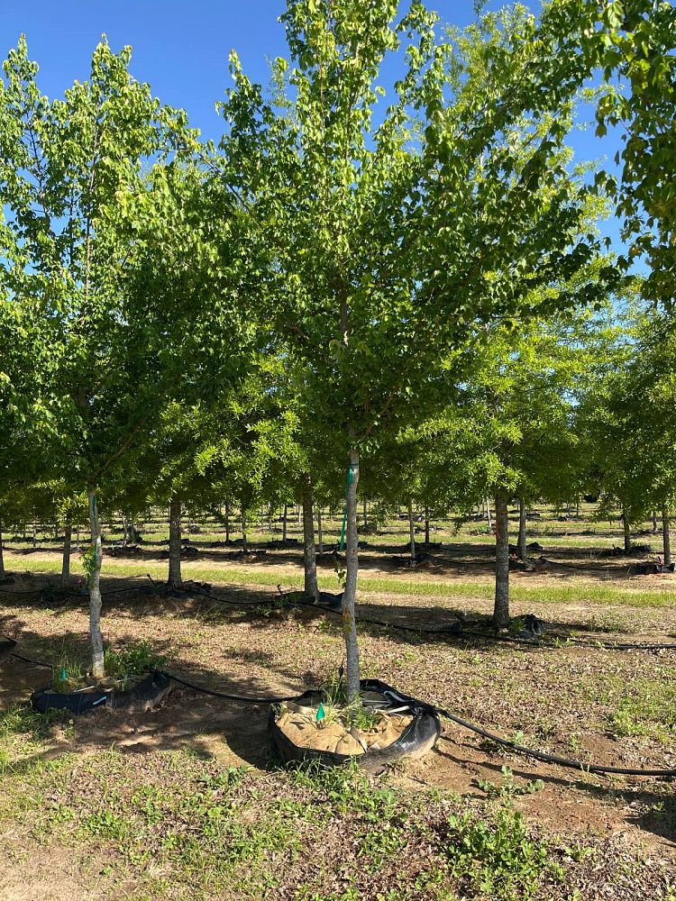 acer-buergerianum-trident-maple