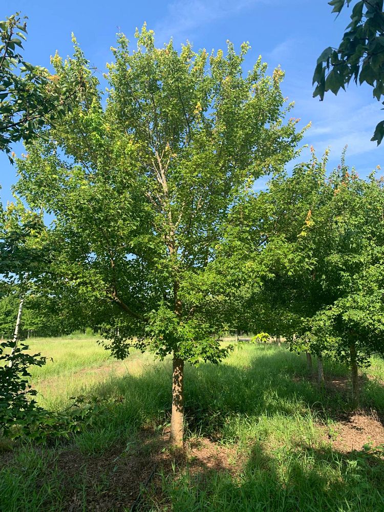 acer-buergerianum-trident-maple