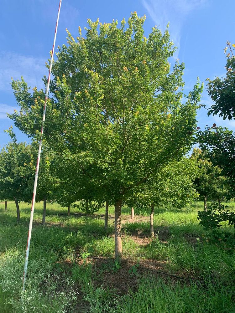 acer-buergerianum-trident-maple