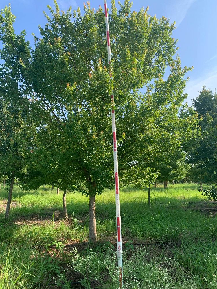 acer-buergerianum-trident-maple