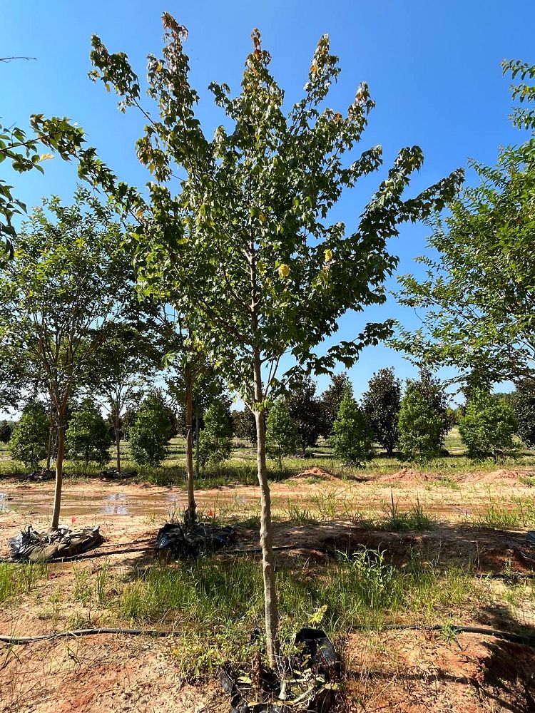 acer-buergerianum-trident-maple