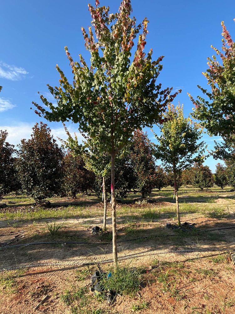 acer-buergerianum-trident-maple