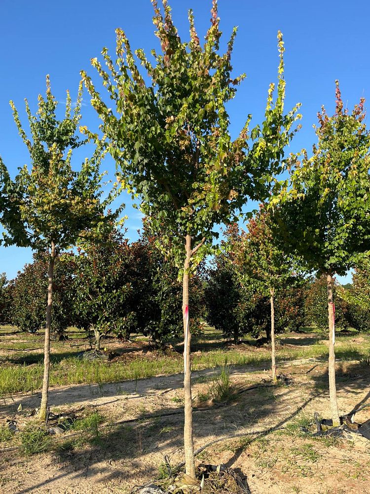 acer-buergerianum-trident-maple