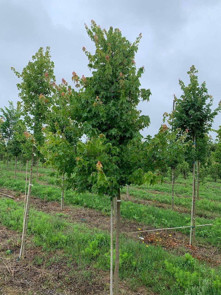acer-buergerianum-trident-maple