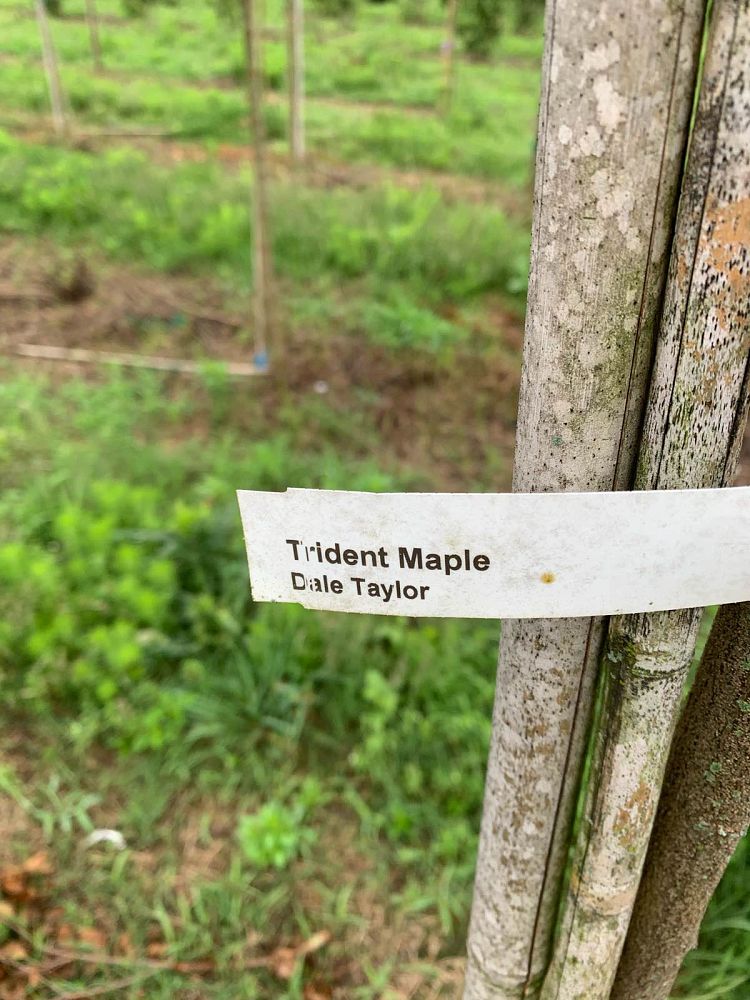 acer-buergerianum-trident-maple