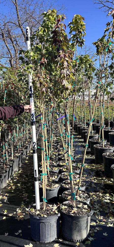 acer-buergerianum-trident-maple
