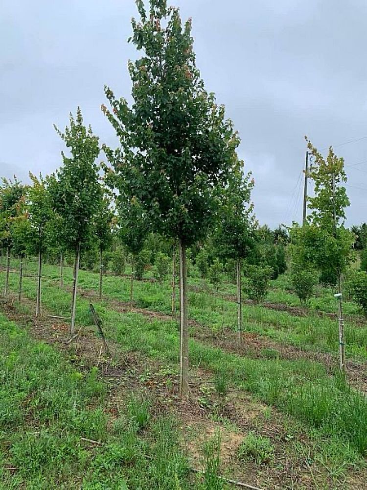 acer-buergerianum-trident-maple