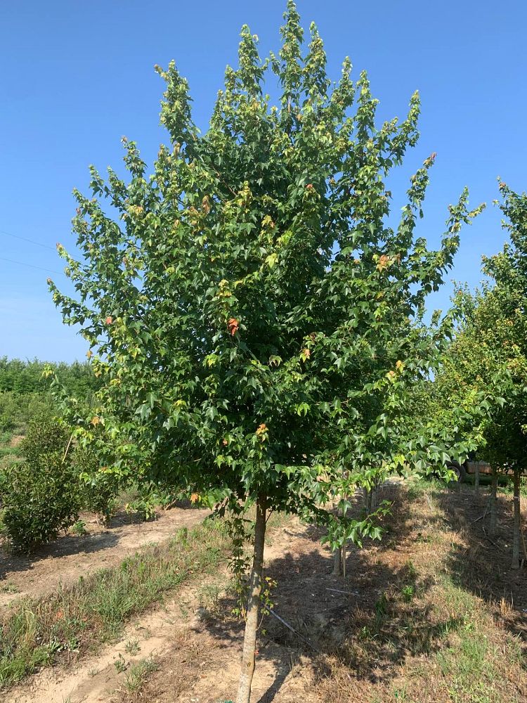 acer-buergerianum-trident-maple