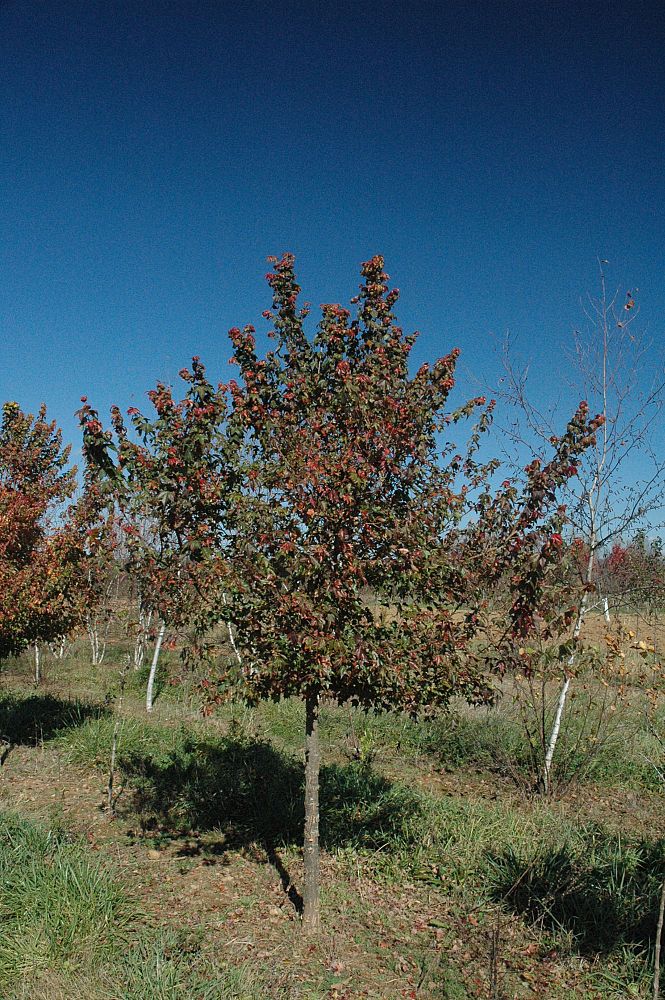 acer-campestre-hedge-maple