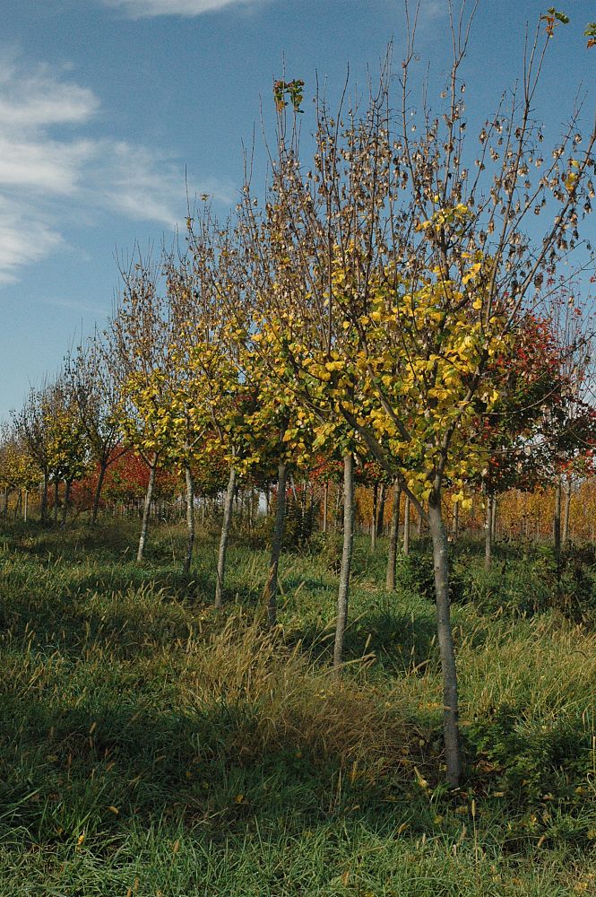 acer-campestre-hedge-maple