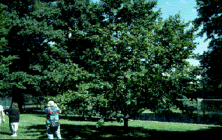 acer-campestre-hedge-maple